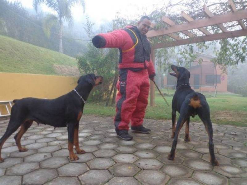 profissional para adestramento de cachorro bravo Jardim Bonfiglioli