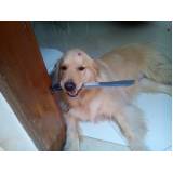 quanto custa adestrador de cães golden retriever Jaguaré