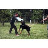 quanto custa adestramento para cão de guarda Alphaville