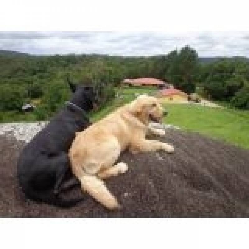 quanto custa adestrar cachorro golden retriever Vila Maria