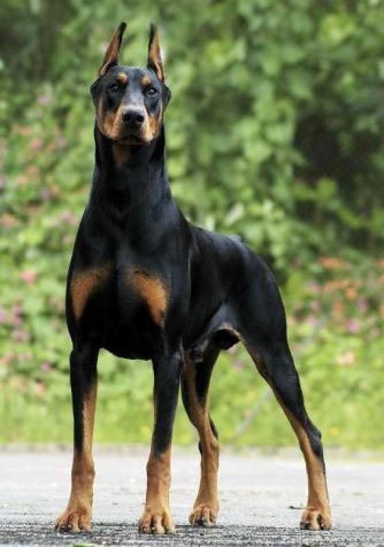 quanto custa alugar cão de segurança Lapa