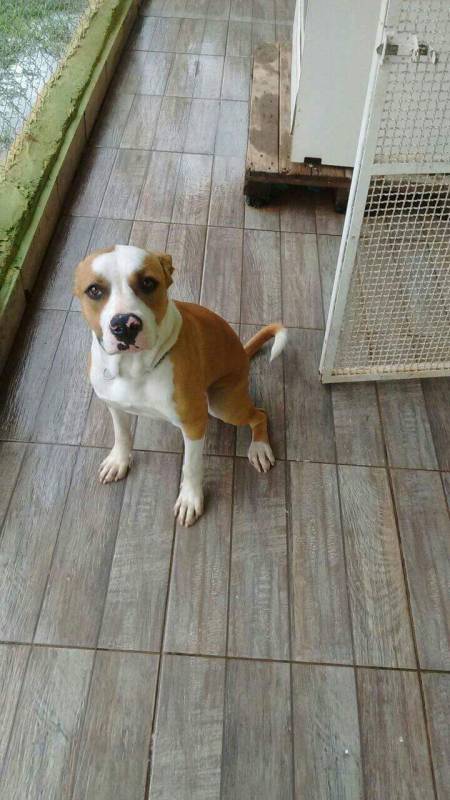 quanto custa cães farejadores de caça Higienópolis
