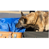 quanto custa cães farejadores de explosivos Barueri