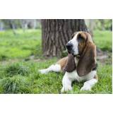 quanto custa cão farejador de animais Vila Madalena