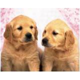 quanto custa creche de cachorros golden retriever Vila Madalena