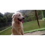 quanto custa creche de cachorros golden Bom Retiro