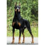 quanto custa curso para adestrar cão bravo Cotia