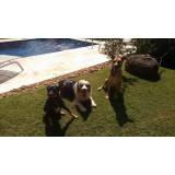 quanto custa hotel para cachorro grande e forte Lapa