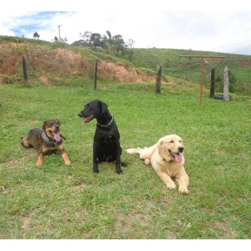 quanto custa serviços para adestrar cães Bom Retiro