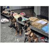 quanto custa treinador de cães farejadores de droga Alphaville