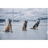 quanto custa treinamento de cachorros policiais Higienópolis