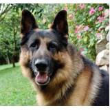 Cães de Segurança Adestrados