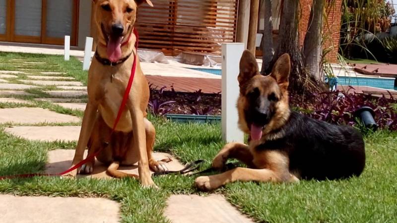 Adestramento para cães