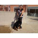 Adestramentos de cães