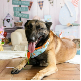 day care para cachorros