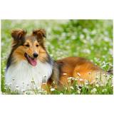 serviços de creches para cães Vila Mariana