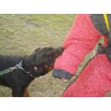 Treinamentos para cães