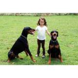 treinamento cães de guarda Granja Viana