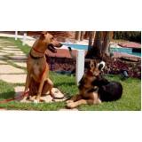 treinamento cães quanto custa Jardim Bonfiglioli