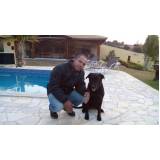 treinamento de cães de raça Vila Madalena