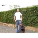 treinamento de cães em SP Aldeia da serra -