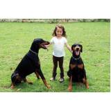 treinamento de cães preço Aldeia da serra -
