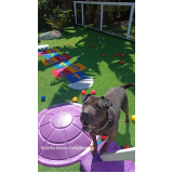 treinamento de comportamento para cão Jardim Bonfiglioli