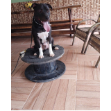 treinamento de obediência modo internato para cães Granja Viana