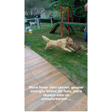 treinamento intensivo internato para cão valor Vila Madalena