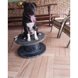 treinamento intensivo para cachorro de guarda Aldeia da serra -