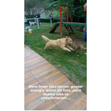 treinamento intensivo para cão de guarda preço Cotia