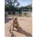 treinamento modo internato para cão preço Jardim Bonfiglioli