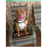 treinamento para cão com desvio de comportamento preço Cotia