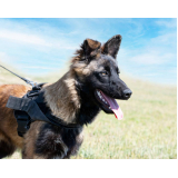 treinamentos de cachorros policiais Alphaville