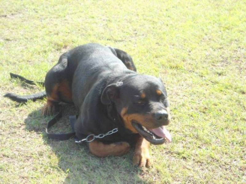 valor de adestrar cachorro filhote pit bull Rio Pequeno