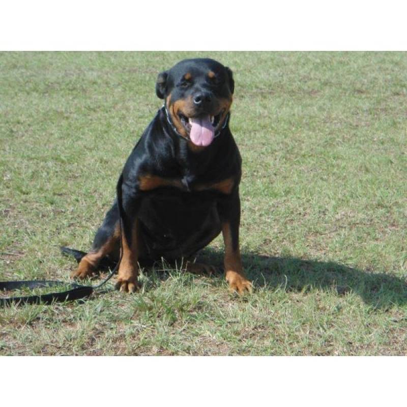 Treinador de Cachorros Farejadores Quanto Custa Aldeia da Serra - - Treinador para Cachorros Farejadores