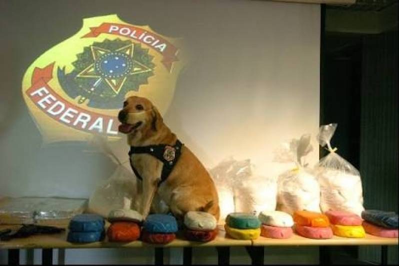 Treinadores de Cães Farejadores de Droga Alto da Lapa - Cão Farejador Drogas