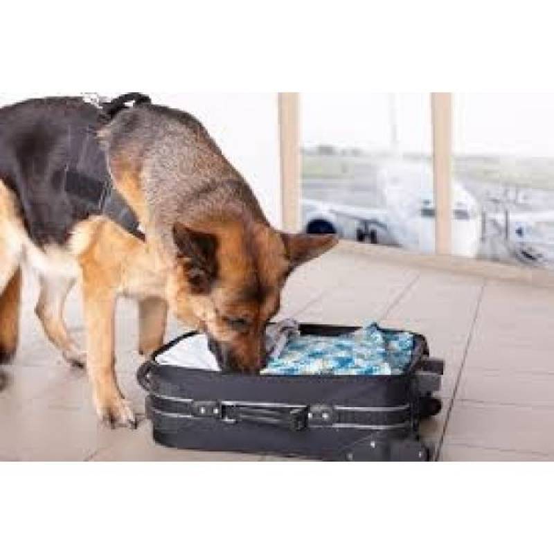 Treinadores para Cachorros Farejadores Aldeia da Serra - - Treinador para Cachorros Farejadores