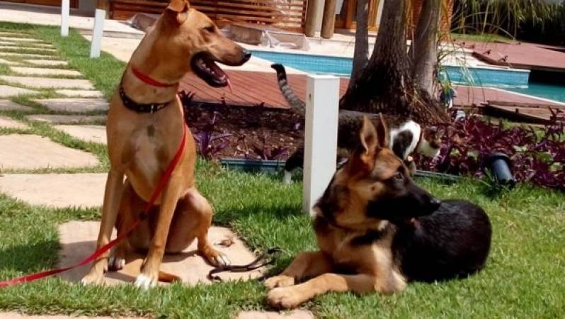 Treinamento Cães Quanto Custa Itapevi - Treinamentos de Cães