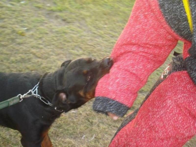 Treinamento Cães Santana de Parnaíba - Treinamento para Cão