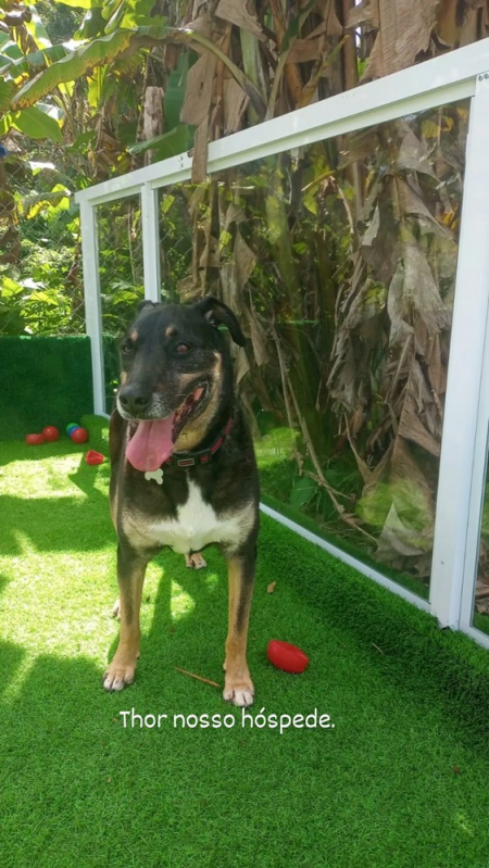 Treinamento Cão de Guarda Preço Morumbi - Treinamento Intensivo para Cão de Guarda Barueri