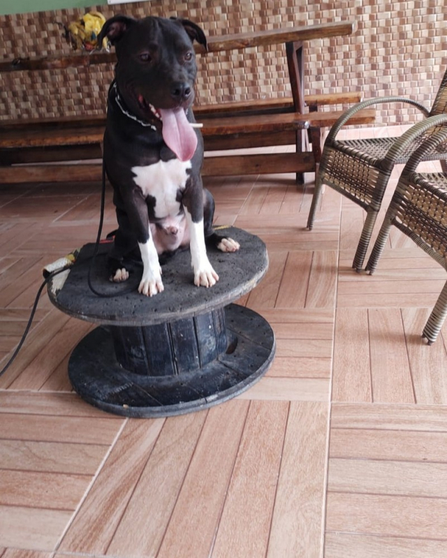 Treinamento Comportamental Internato para Cães Vila Olímpia  - Treinamento com Internato para Cachorros Vila Maria