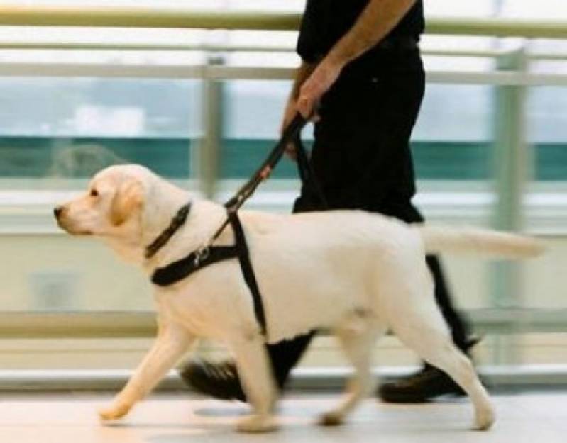 Treinamento de Cachorros Farejador Vila Maria - Treinador para Cães Farejadores