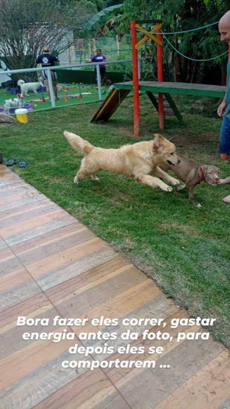 Treinamento de Cães Policiais Preço Osasco - Treinamento Cão de Guarda Vila Maria