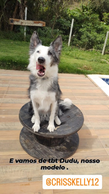 Treinamento de Cães Policiais Tamboré - Treinamento Intensivo para Cão São Paulo