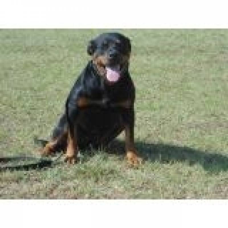Treinamento de Cão de Guarda Preço Carapicuíba - Aluguel Cão de Guarda