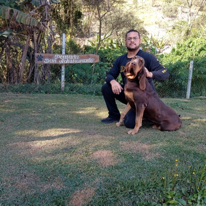 Treinamento Intensivo para Cachorro de Guarda Preço Raposo Tavares - Treinamento de Cachorro Granja Viana