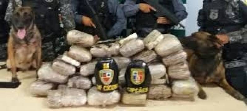 Treinamento para Cachorros Farejadores Bom Retiro - Cães de Faro de Explosivos