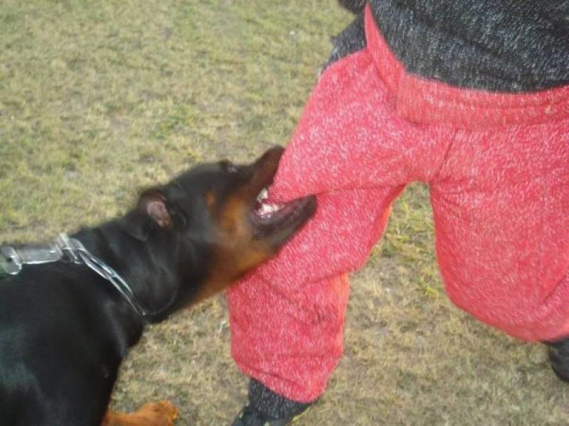 Treinamento para Cães Quanto Custa Carapicuíba - Treinamento de Cães em Itapevi