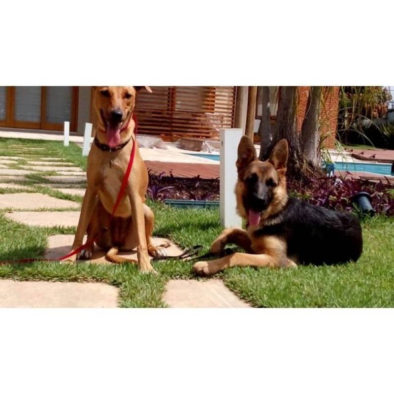 Treinamento para Cão de Guarda Quanto Custa Osasco - Treinador de Cão de Guarda